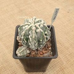 NOV24242 - Astrophytum ornatum Fukuryu Hakujo especial