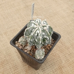 NOV24242 - Astrophytum ornatum Fukuryu Hakujo especial en internet