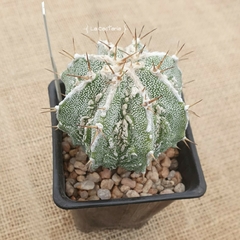 NOV24254 - Astrophytum ornatum Fukuryu Hakujo especial en internet