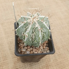 NOV24254 - Astrophytum ornatum Fukuryu Hakujo especial - La Cactaria