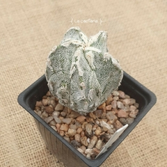 NOV24213 - Astrophytum ornatum Fukuryu doble Hakujo en internet