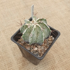 OUTLET - Astrophytum ornatum Fukuryu Hakujo - comprar online