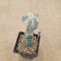 NOV24190 - Astrophytum myriostigma Onzuka injertado