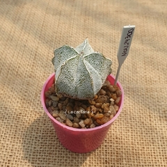 NOV24300 - Astrophytum híbrido M6