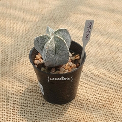 NOV24326 - Astrophytum myriostigma M6