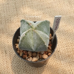 NOV24323 - Astrophytum myriostigma cuadricostatum M6 - comprar online