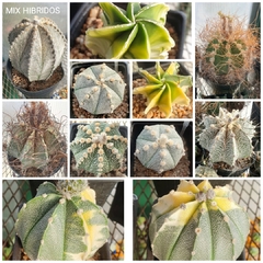 50 semillas MIX de Astrophytum híbridos y multihíbridos