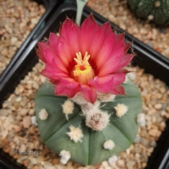 10 semillas de Astrophytum asterias 'Akabana'