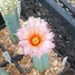 Imagen de NOV24211 - Astrophytum asterias cv. Kikko Feather Flower injertado