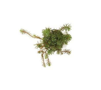 Planta Natural Rotala Wallichii - Chácara Takeyoshi