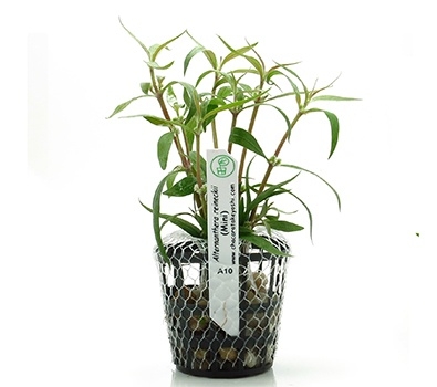 Planta Natural Alternanthera Reineckii (MIni) Chacará Takeyoshi