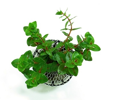 Planta Natura Rotala Macrandra (Green) - Chácara Takeyoshi