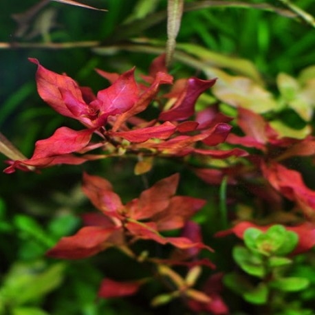 Planta Natural Ludwigia Super Mini Red - Aquaplante