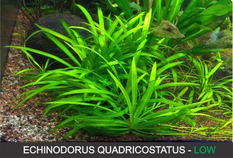 Planta Natural Helanthium Echinodorus Quadricostatos - Aquaplante