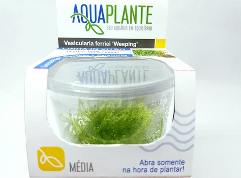 Planta Natural Vesicularia Ferrieri Weeping - Aquaplante