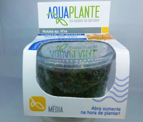Planta Natural Rotala sp. H'ra - Aquaplante