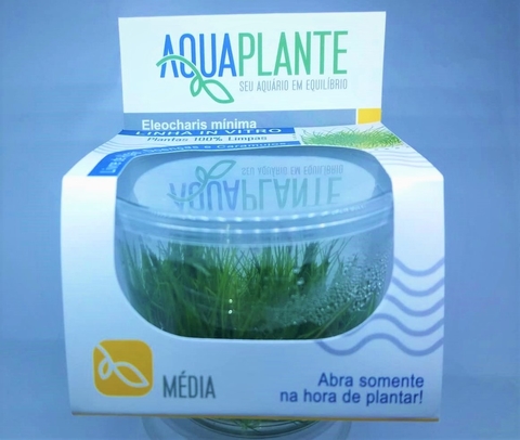Planta Natural Eleocharis Minima - Aquaplante