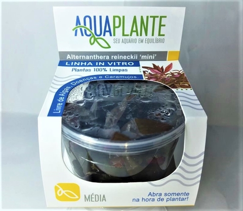 Planta Natural Alternanthera Reineckii Mini - Aquaplante