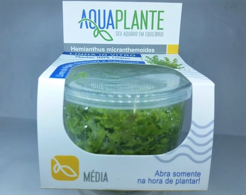 Planta Natural Heminathus Micranthemoides - Aquaplante