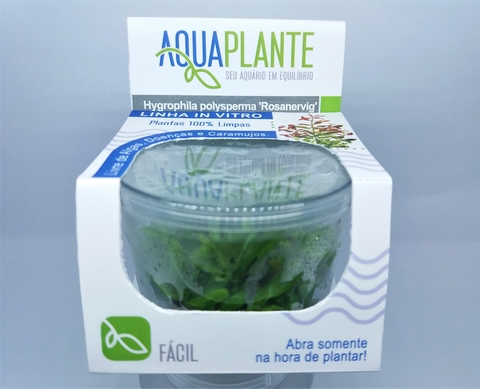 Planta Natural Hygrophila Polysperma Rosanervig - Aquaplante