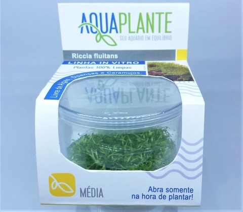 Planta Natural Riccia Fluitans - Aquaplante