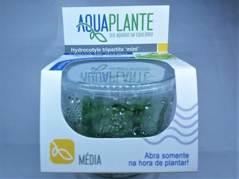 Planta Natural Hydrocotyle Tripartita ‘mini’ - Aquaplante