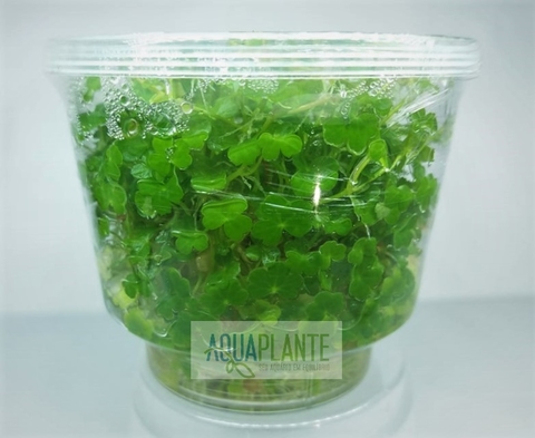 Planta Natural Hydrocotyle Tripartita ‘mini’ - Aquaplante