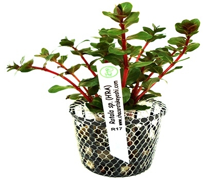 Planta Natura Rotala Rotundifolia - Chácara Takeyoshi