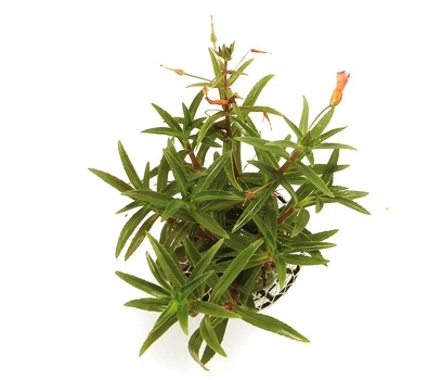 Planta Natura Limnophila Aromatica - Chácara Takeyoshi