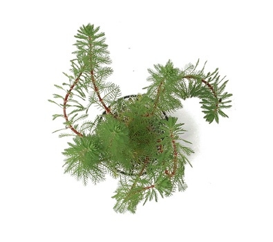 Planta Natura Myriophyllum Matogrossense - Chácara Takeyoshi