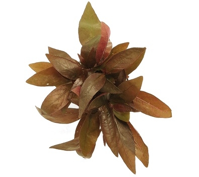 Planta Natura Alternanthera reineckii (Lilacina)  - Chácara Takeyoshi