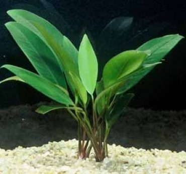 Planta Natural Anubia Lanceolata - World Fish