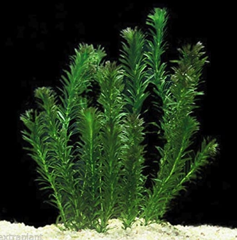 Planta Natural Egeria Densa (Elodea)