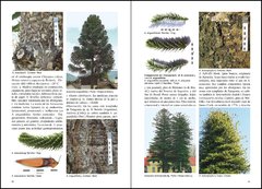 Árboles en Patagonia / Trees in Patagonia - comprar online