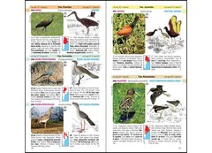 Aves de Argentina y Uruguay / Birds of Argentina & Uruguay en internet