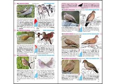 Aves de Argentina y Uruguay / Birds of Argentina & Uruguay - VM Editores
