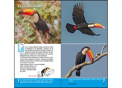 Aves de Argentina y Uruguay - Guía Básica de Identificación en internet