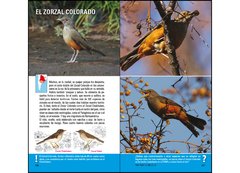 Aves de Argentina y Uruguay - Guía Básica de Identificación - VM Editores