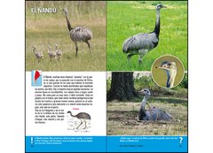 Aves de Argentina y Uruguay - Guía Básica de Identificación - comprar online