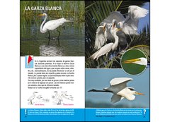 Aves de Argentina y Uruguay - Guía Básica de Identificación en internet