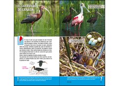 Aves de Argentina y Uruguay - Guía Básica de Identificación - VM Editores