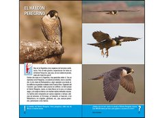 Aves de Argentina y Uruguay - Guía Básica de Identificación - tienda online