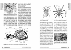 Los Invertebrados Fósiles - Tomos I y II - tienda online