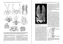 Los Invertebrados Marinos - comprar online