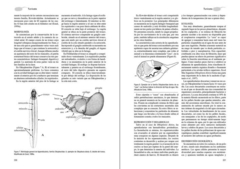 Los Invertebrados Marinos - comprar online