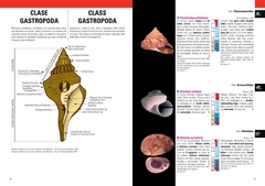 Moluscos Marinos de Argentina, Uruguay y Brasil / Uruguayan Seashells - comprar online