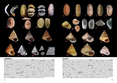 Moluscos Marinos de Argentina, Uruguay y Brasil / Uruguayan Seashells