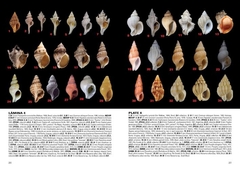 Moluscos Marinos de Argentina, Uruguay y Brasil / Uruguayan Seashells - comprar online