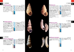 Moluscos Marinos de Argentina, Uruguay y Brasil / Uruguayan Seashells en internet