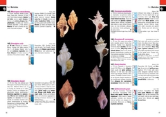 Moluscos Marinos de Argentina, Uruguay y Brasil / Uruguayan Seashells - VM Editores